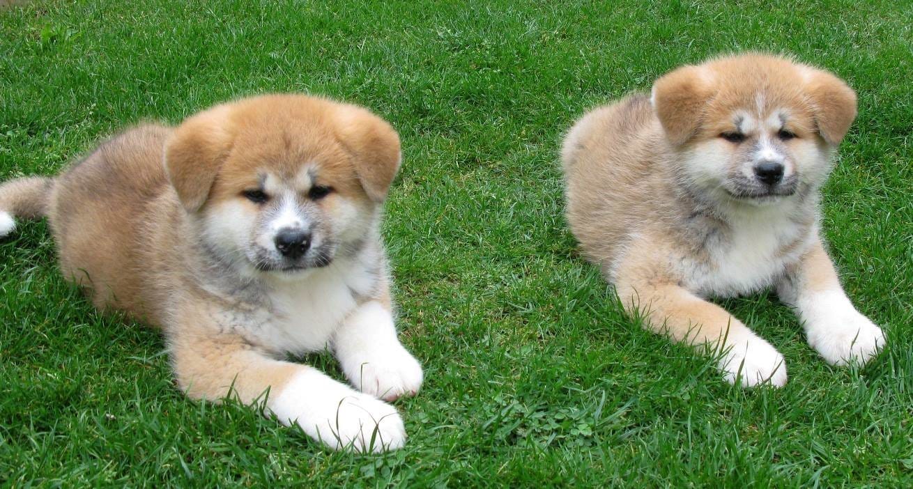 PUREBRED AKITA INU PUPPIES AVAILABLE FOR SALE